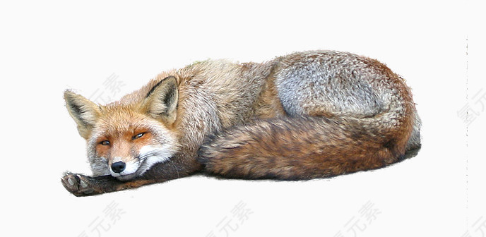 酣睡的狐狸