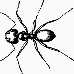 蚂蚁 动物 黑色