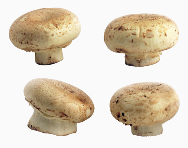 四个蘑菇下载