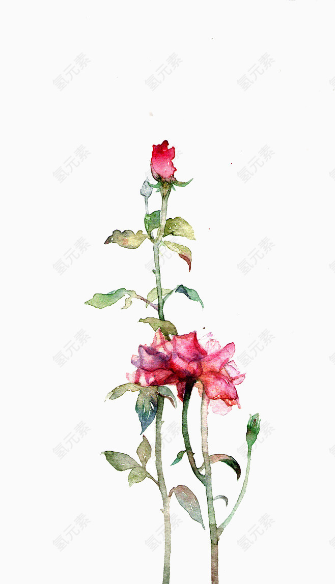 一枝玫瑰花