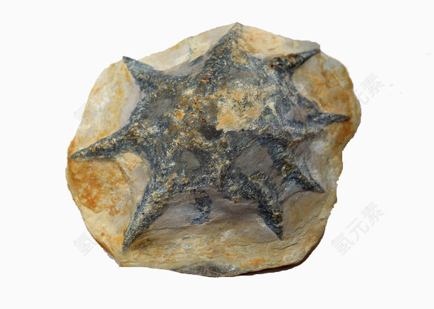 灰色海星化石
