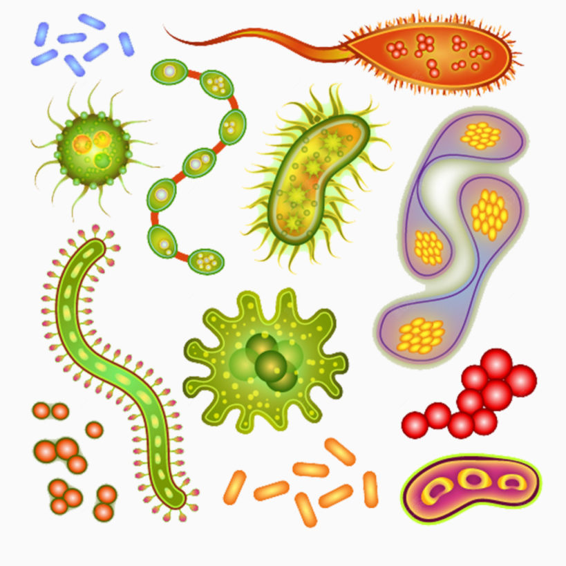 细菌细胞矢量图下载