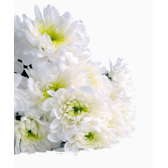 产品实物白色的新鲜菊花局部特写