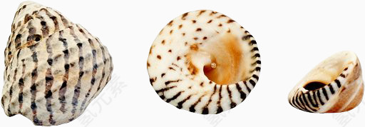 漂亮纹理海螺