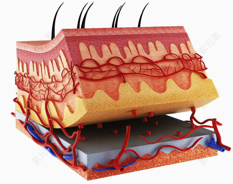 皮肤表层细胞模型
