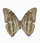 蝴蝶 昆虫 标本