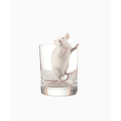 在杯子中的老鼠