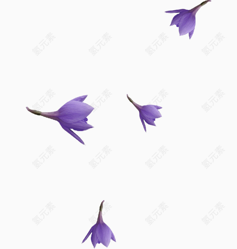 紫色漂浮的花朵
