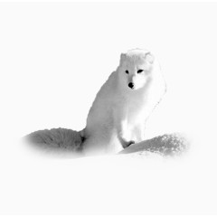 雪中的白狐