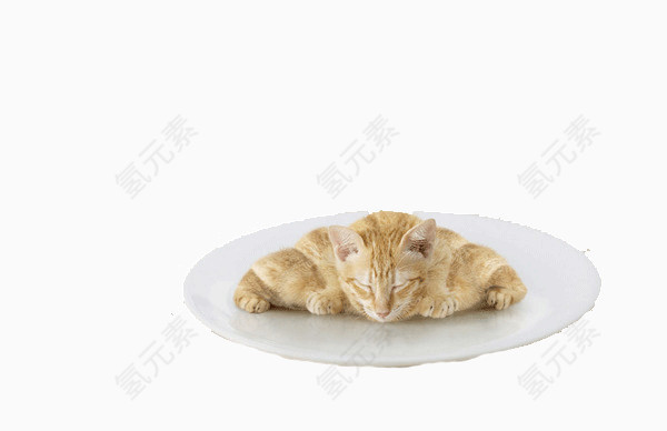 盘子中的猫