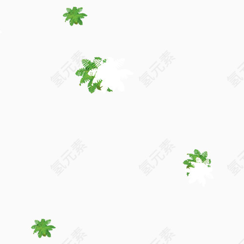 绿白芭蕉树组图