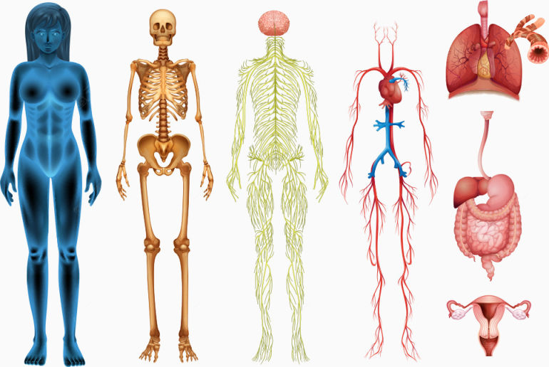 矢量彩色人体结构下载