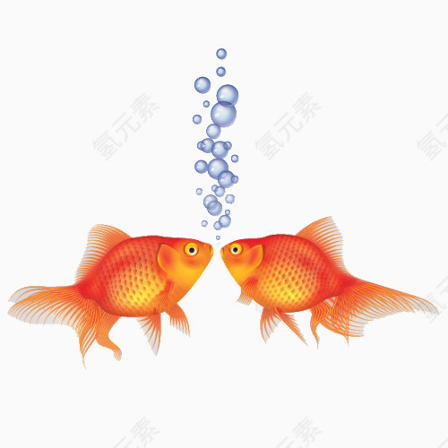 两条金鱼吐泡泡