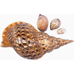 棕色漂亮海螺合集