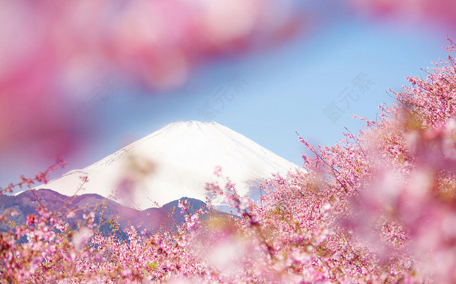 富士山的花