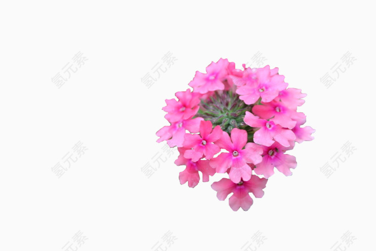 粉色花团