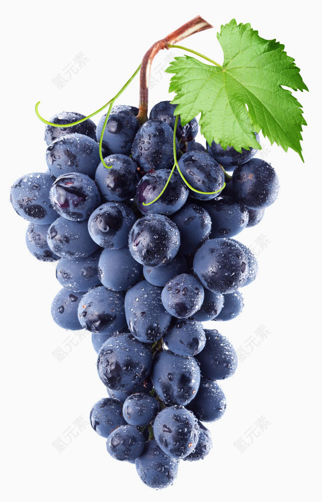 紫色葡萄素材