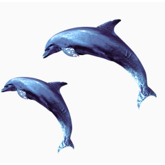 蓝色海豚效果元素
