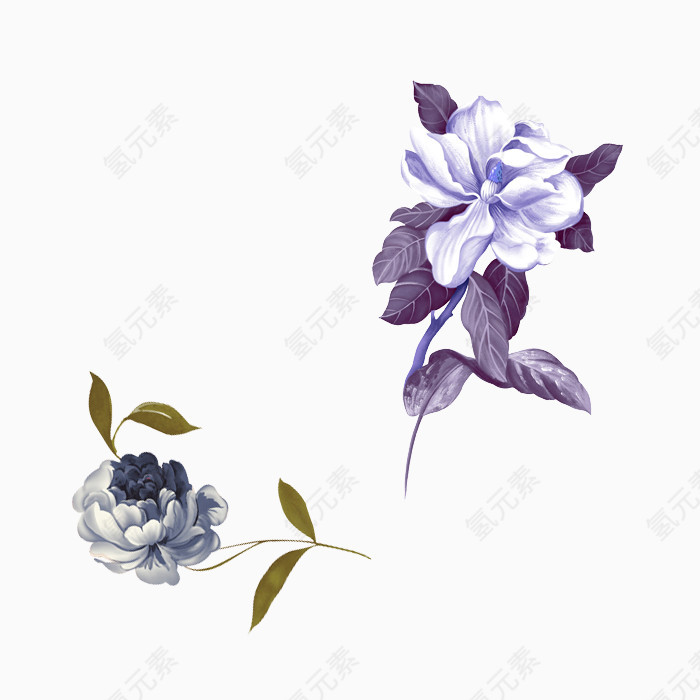 美丽紫色NPG花朵