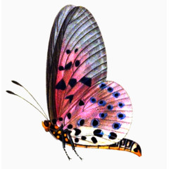 粉红蝴蝶
