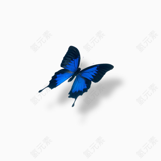 蓝色蝴蝶免抠素材免费下载