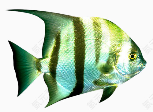 青纹绿条鱼