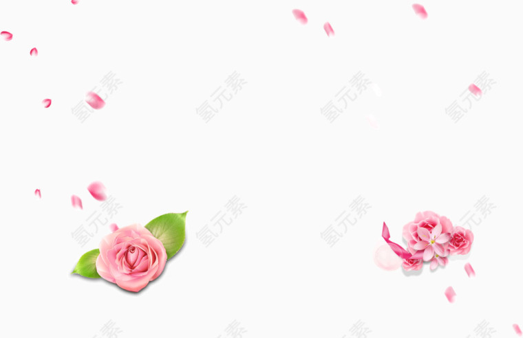 粉色玫瑰花素材