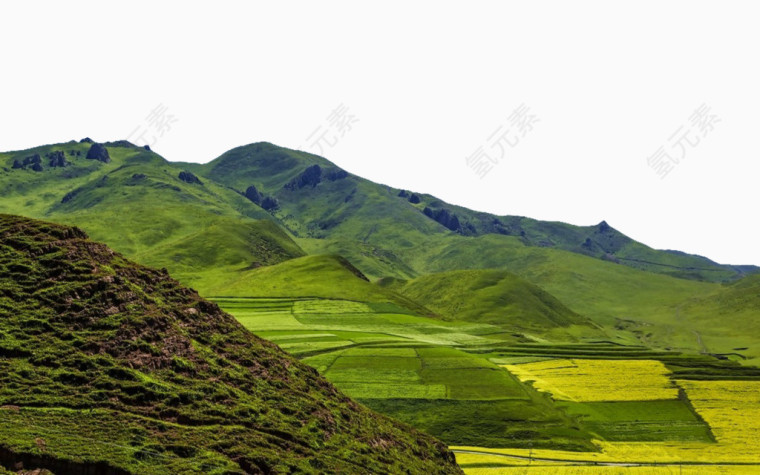 卓尼油菜花图片