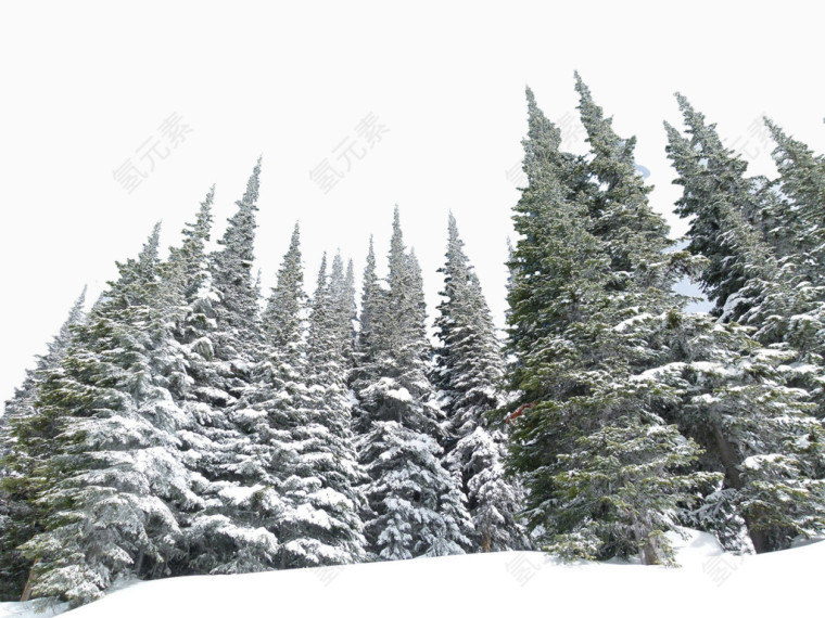 雪松积雪