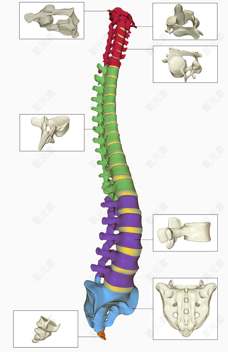 腰椎骨头部位诠释