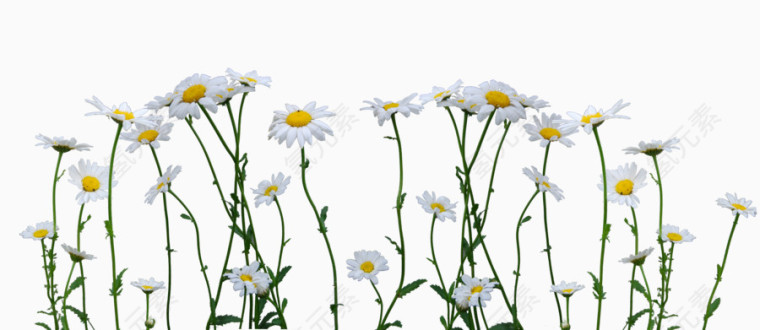 白色的小花朵装饰