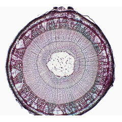 显微镜下的植物干细胞