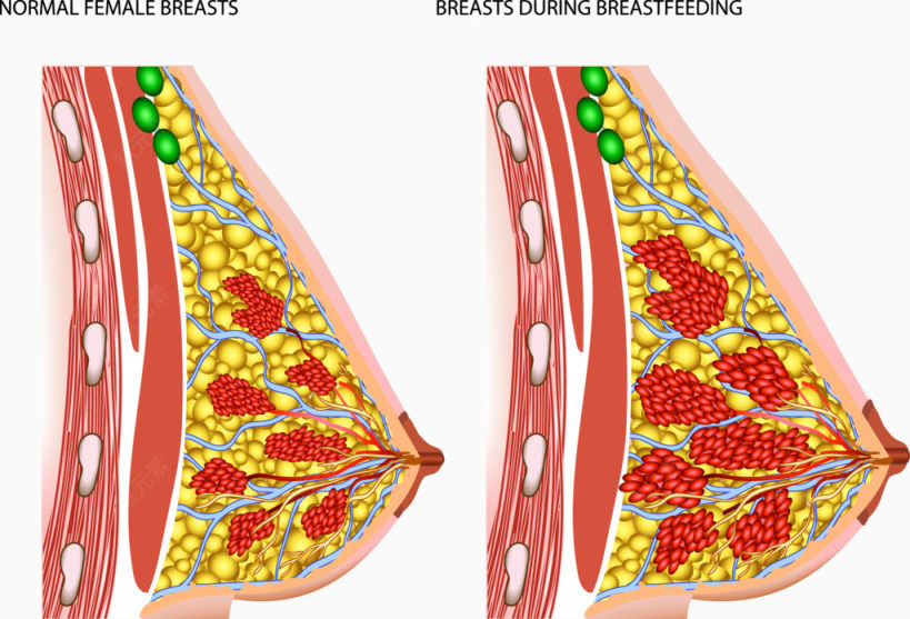 女性正常乳房和哺乳期的乳房变化下载