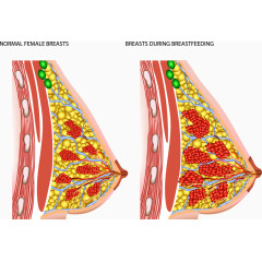 女性正常乳房和哺乳期的乳房变化
