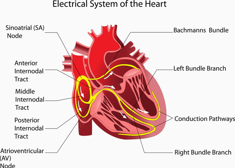 心脏结构图下载