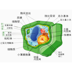 生物学细胞分解图