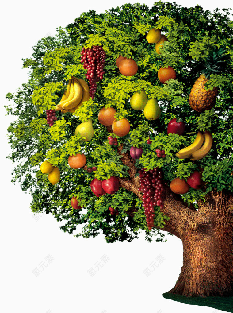 水果树