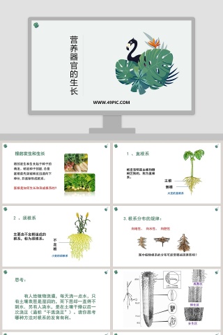营养器官的生长教学ppt课件