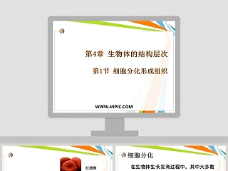 花艺教学ppt