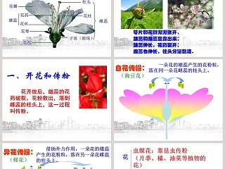 植物生殖方式的多样性教学ppt课件