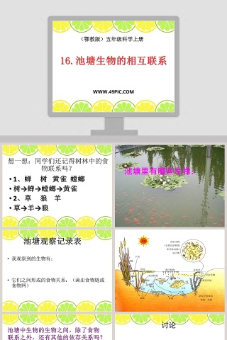 16-池塘生物的相互联系教学ppt课件