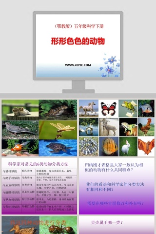 形形色色的动物教学ppt课件