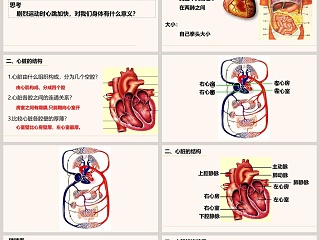 第三节-输送血液的泵教学ppt课件