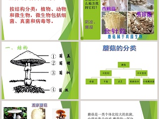 鄂教版五年级科学上册-蘑  菇教学ppt课件