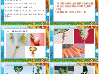 青岛版六年制 四年级科学上册-植物的根教学ppt课件