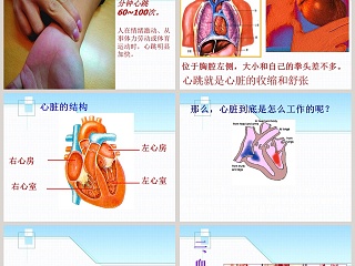 青岛版五年级科学上册-心脏和血管教学ppt课件