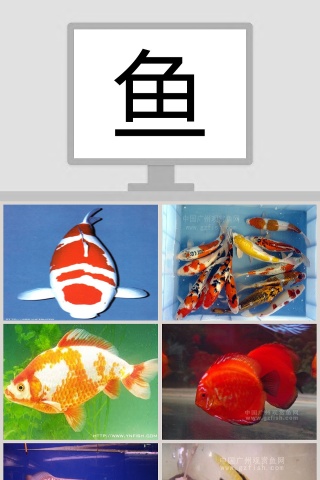 大班科学课件：鱼