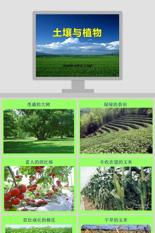 土壤与植物教学ppt课件