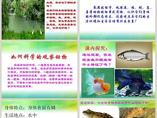 多样的动物教学ppt课件
