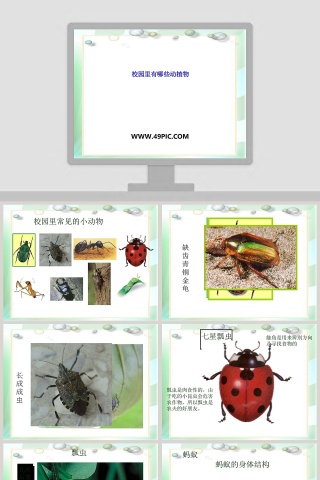 校园里有哪些动植物教学ppt课件